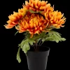 Excellent Flowers chrysant in pot | Action NL
